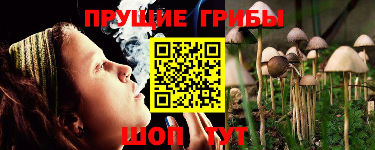Обь  Псилоцибиновые грибы Cubensis  Вход с VPN 